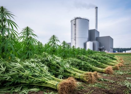 Harvested hemp stalks in a field with a modern renewable biomass energy facility, including cylindrical tanks and a smokestack, visible in the background.