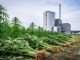 Harvested hemp stalks in a field with a modern renewable biomass energy facility, including cylindrical tanks and a smokestack, visible in the background.